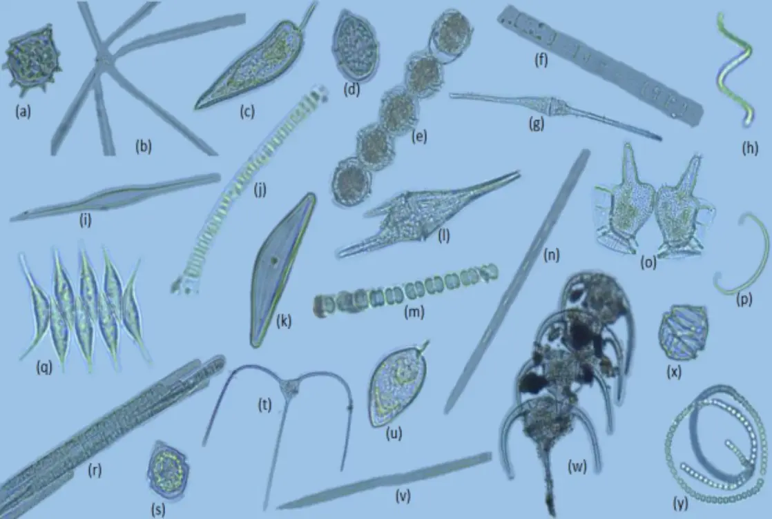 Coral Reef Monitoring